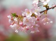 ほんのり紅さす河津桜