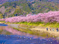 満開の河津桜