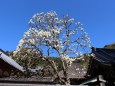 寺院に咲く満開の白木蓮