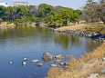 早春の浜離宮恩賜庭園