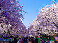桜の季節はもうすぐ・上野公園