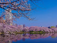 桜の季節はもうすぐ・上野不忍池