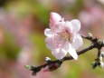 ポッチリ咲いたアーモンドの花