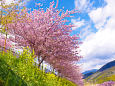 早春の空と河津桜と菜の花