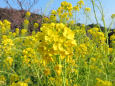 春陽を受けて眩しい菜の花