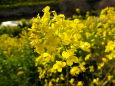 黄色の春