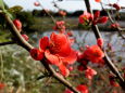 金立公園に咲いていたボケの花