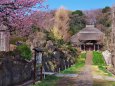 春の西方寺