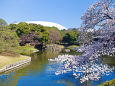 小石川後楽園・大泉水と桜