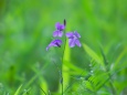 散歩道の花たち