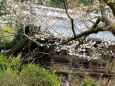 山門に咲いた桜