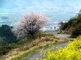 山道の1本桜