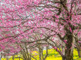 早春の富山県中央植物園