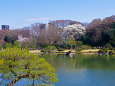 春の六義園