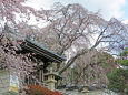 千光寺の枝垂れ桜