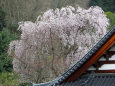 蓮光寺の枝垂れ桜