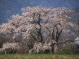 姫枝垂れ桜