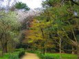 春の京都御苑の散策路
