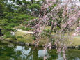 庭園の枝垂れ桜