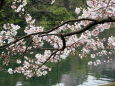 水面に映える桜