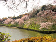皇居牛ヶ渕の桜 2016