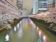 満開！目黒川の夜桜 