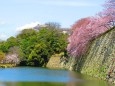 姫路城西の丸お堀の桜