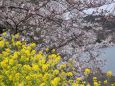 菜の花と桜