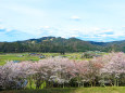 桜と田園風景