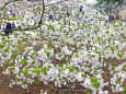 地を這う桜