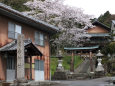 日吉神社の桜