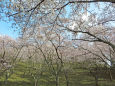 満開の桜林