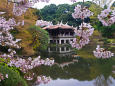 新宿御苑・旧御涼亭と桜