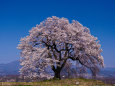 韮崎・わに塚の桜