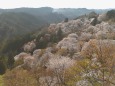 吉野山・下千本の桜