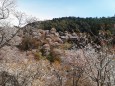 吉野山・如意輪寺周辺の桜