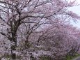 散歩道の桜満開