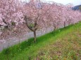 満開の枝垂れ桜-2