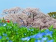 京都の桜満開