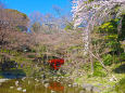 小石川後楽園・通天橋と桜