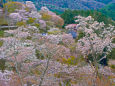 吉野山・上千本の桜
