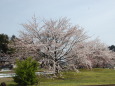 桜が咲いていた小さな公園