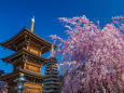 観音寺・三重塔の桜