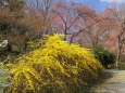 原谷苑・桜と連翹咲き競べ