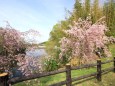 最後の枝垂れ桜