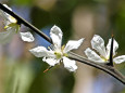 白い白いカラタチの花