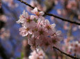 原谷苑の桜・弐