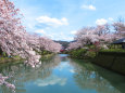 桜満開/鹿野城跡公園5