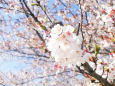 桜の美しさ
