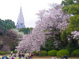 新宿御苑・枝垂れ桜とドコモビル